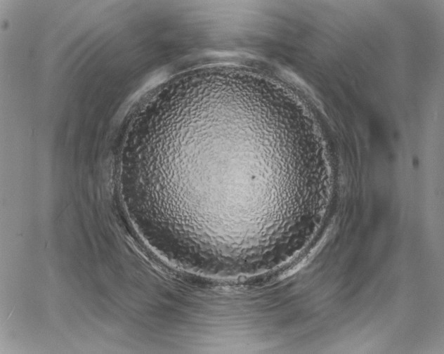 X0000068271411200604211058