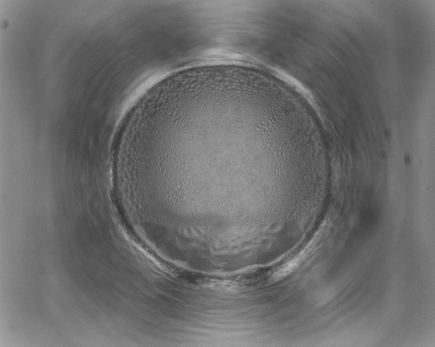 X0000068271415200604211058