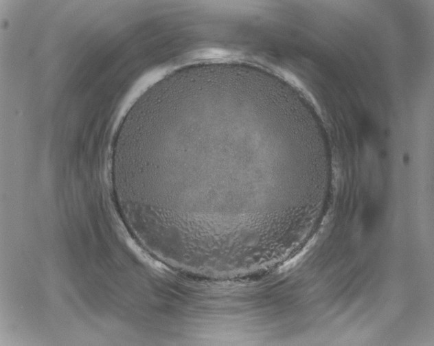 X0000068271421200604211058