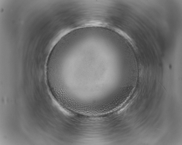 X0000068271423200604211058