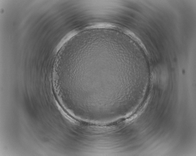 X0000068271425200604211058