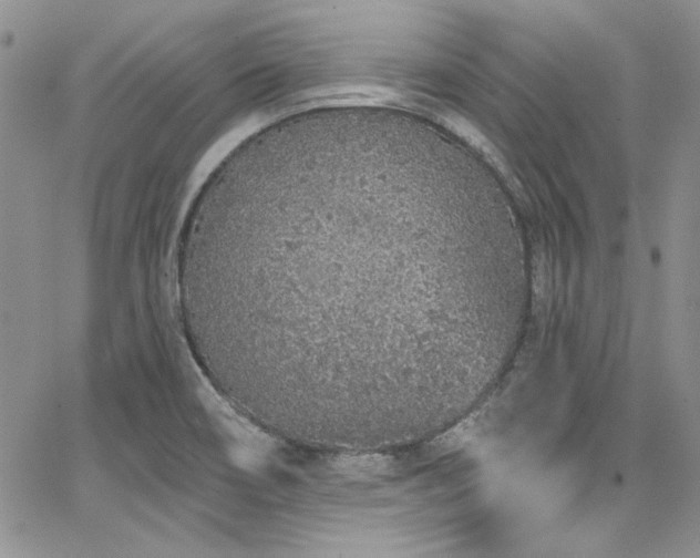 X0000068271466200604211058