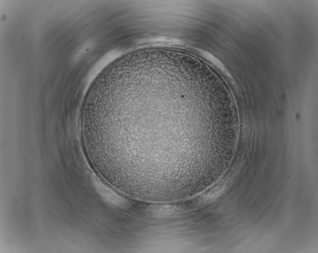 X0000068271474200604211057