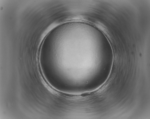 X0000068271482200604211057