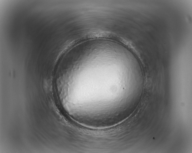 X0000068270010200604241310