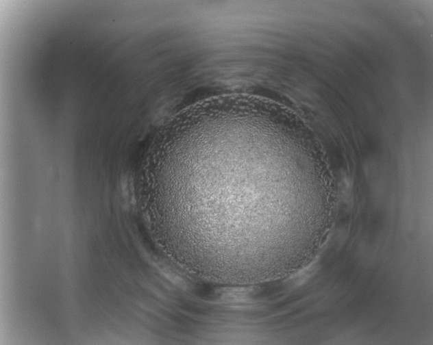 X0000068270182200604241307