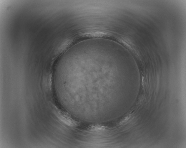 X0000068270206200604241306