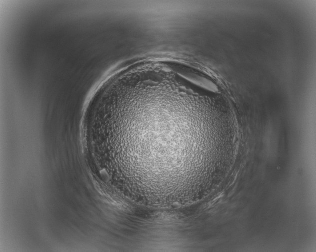 X0000068270343200604241303