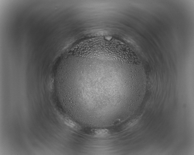 X0000068270355200604241304