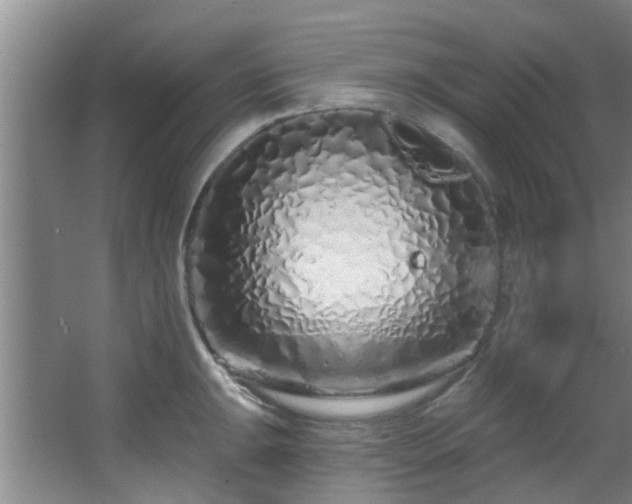 X0000068271047200604241253