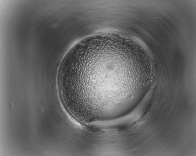 X0000068271055200604241253