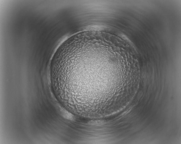 X0000068271083200604241251