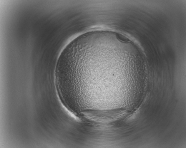 X0000068271239200604241249