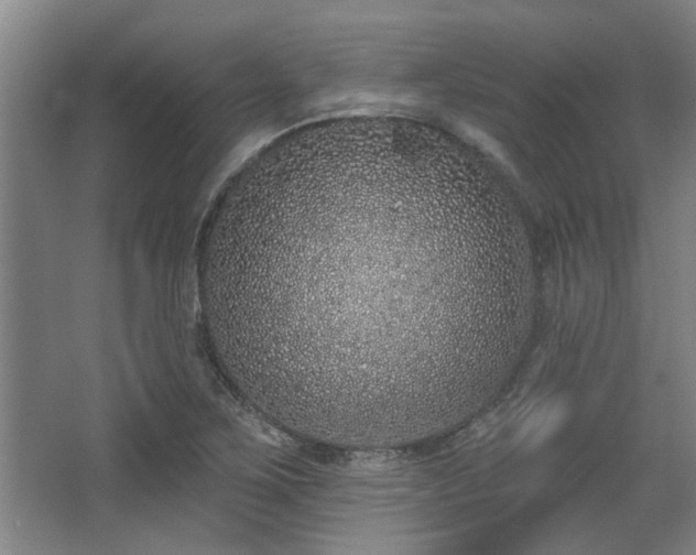 X0000068271267200604241248