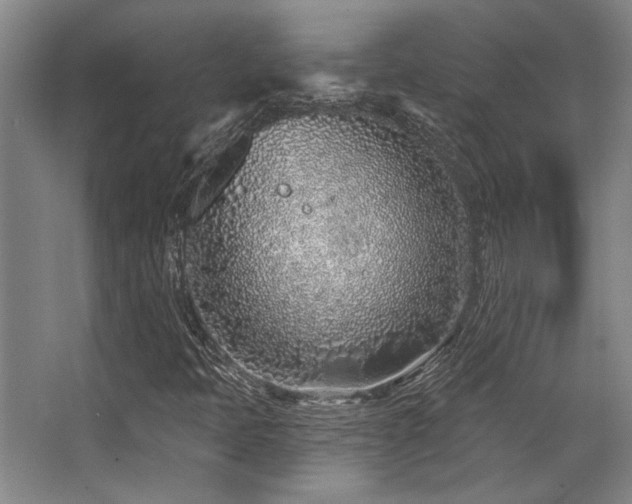 X0000068271397200604241245