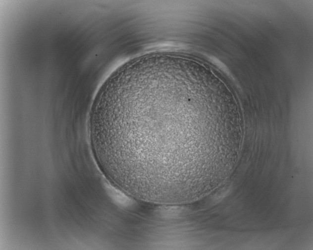 X0000068271474200604241245