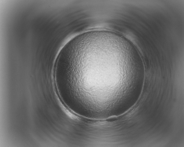 X0000068271482200604241245