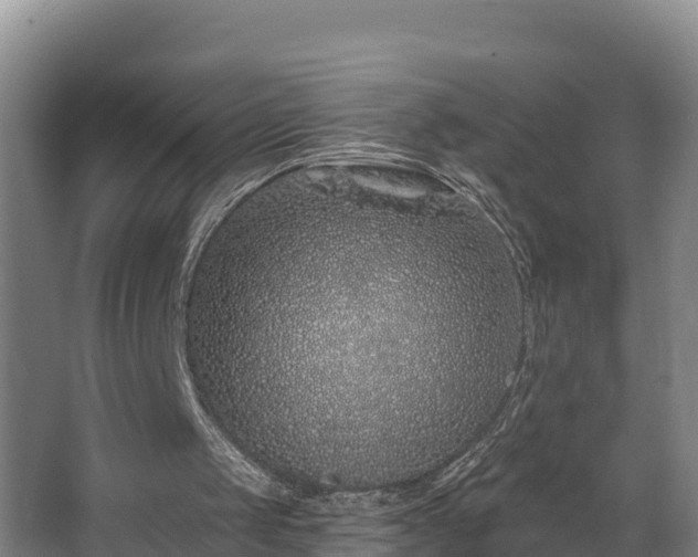 X0000068270049200604281602