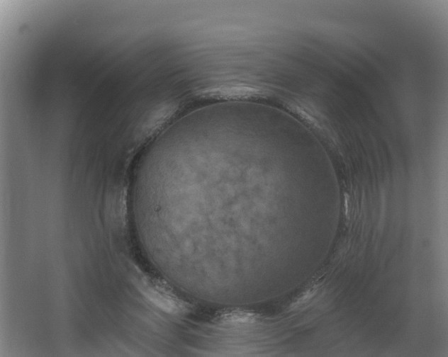 X0000068270206200604281600