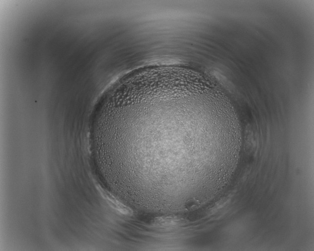 X0000068270351200604281557