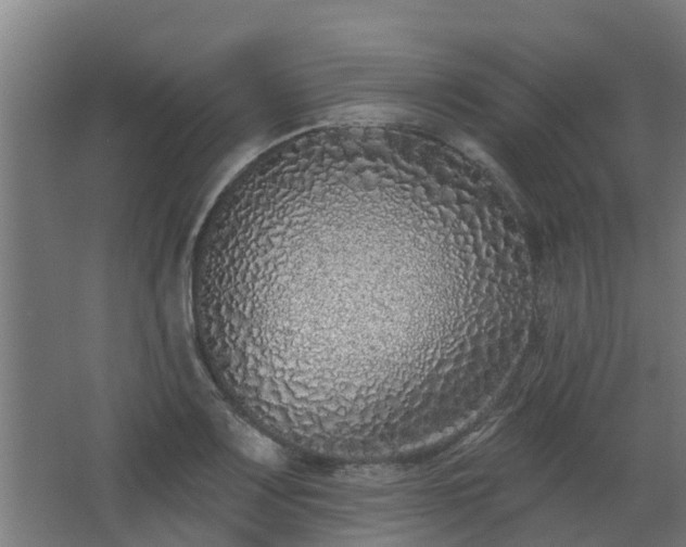 X0000068271083200604281545