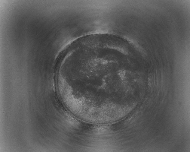 X0000068271262200604281542