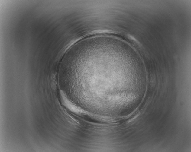 X0000068271361200604281541