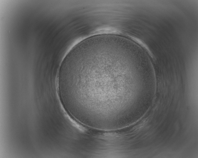 X0000068271383200604281540