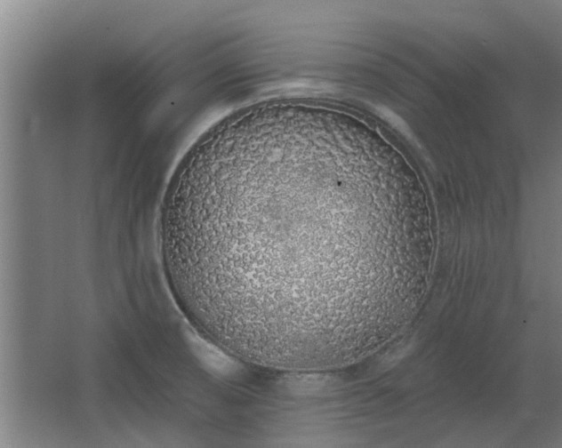 X0000068271474200604281539