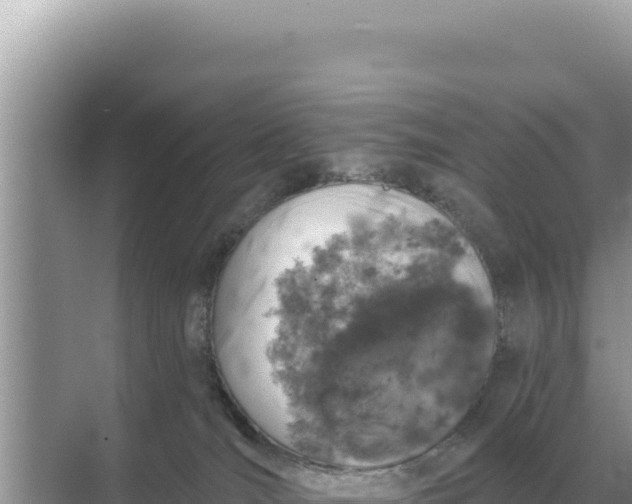 X0000068270036200605051826