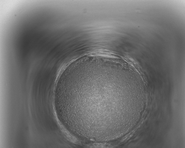 X0000068270049200605051825