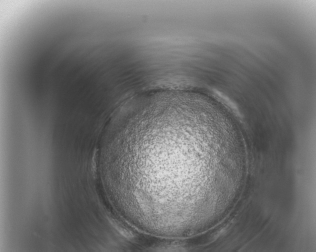 X0000068270065200605051826