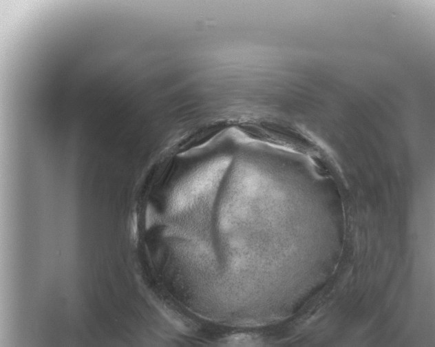 X0000068270067200605051826