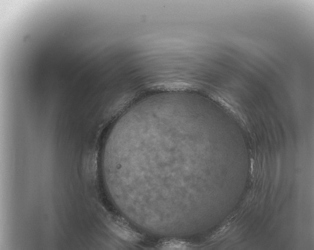 X0000068270206200605051823