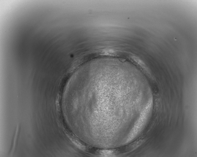 X0000068270265200605051822