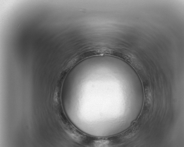 X0000068270266200605051822