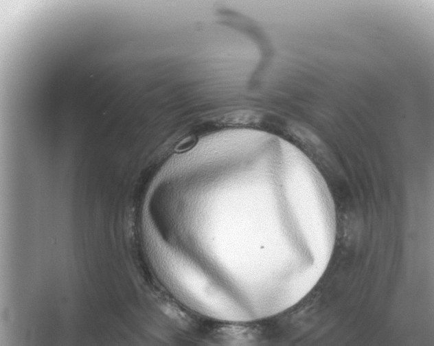 X0000068270326200605051821