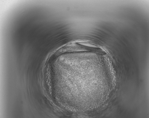 X0000068270337200605051820