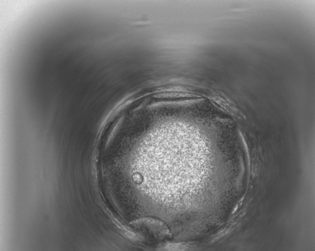 X0000068270341200605051821