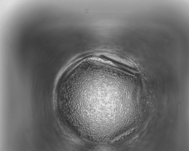 X0000068270343200605051821