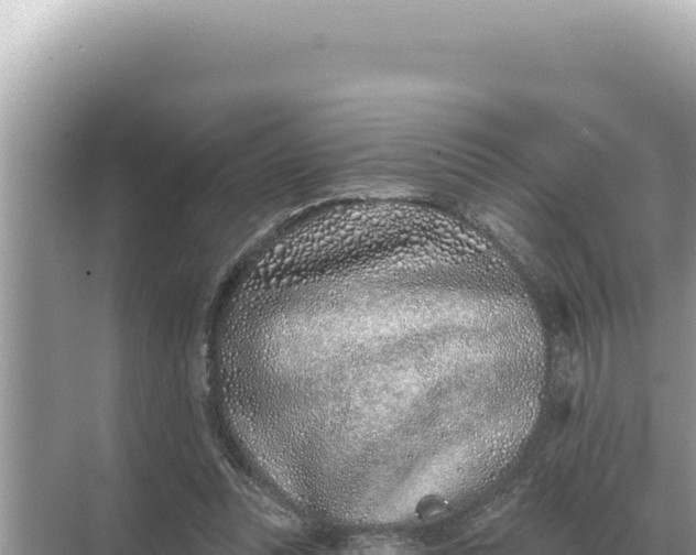 X0000068270351200605051821