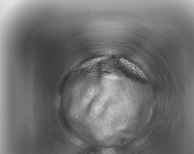 X0000068270355200605051821