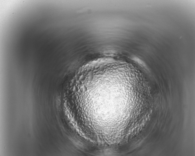 X0000068270365200605051821