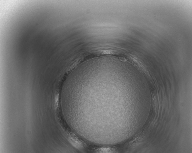 X0000068270406200605051820