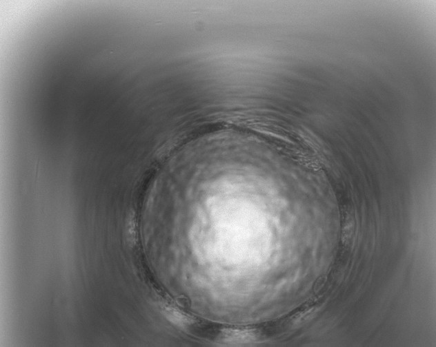 X0000068270469200605051819