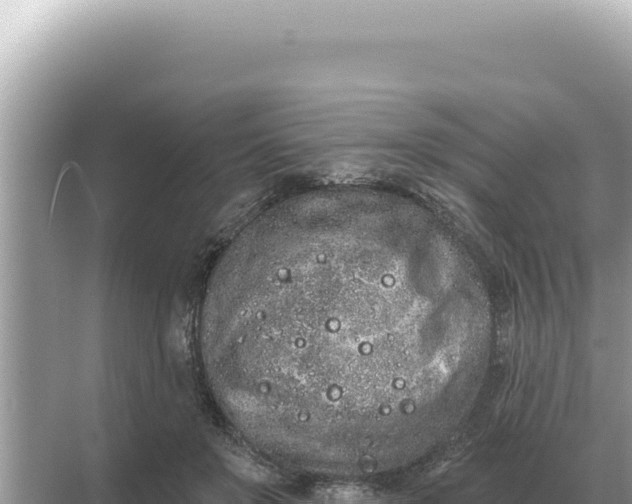 X0000068270503200605051818