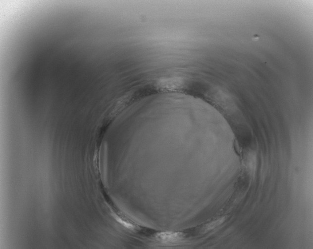 X0000068270526200605051818