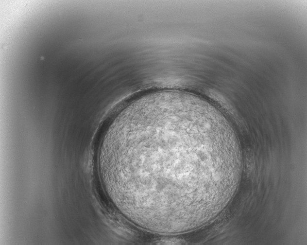 X0000068270583200605051817