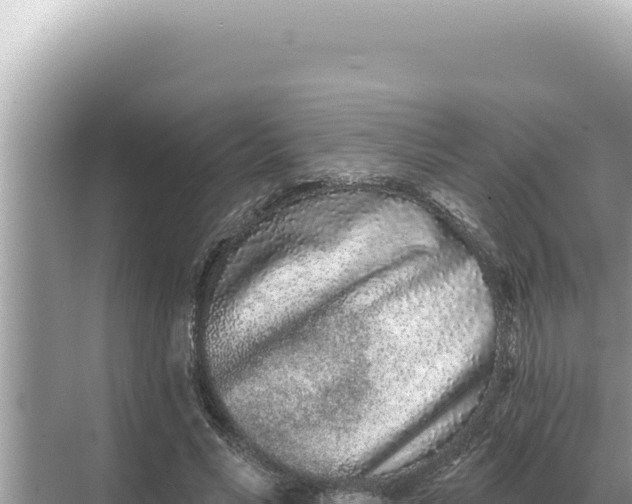 X0000068270590200605051817