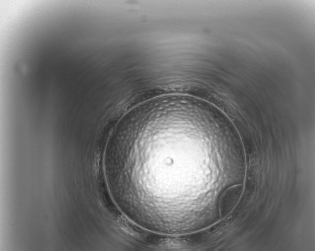 X0000068270652200605051816